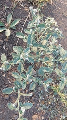 Heliotropium europaeum