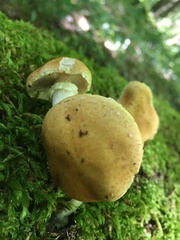 Stropharia