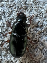 Harpalus rubripes