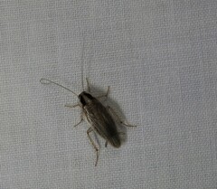 Blattella vaga