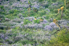 Leucophyllum laevigatum