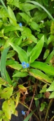 Commelina caroliniana