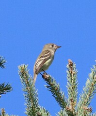Empidonax minimus