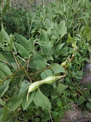 Erythrina leptorhiza
