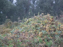 Glycine max soja