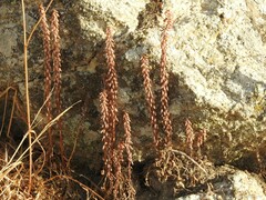 Umbilicus rupestris