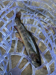 Salvelinus fontinalis