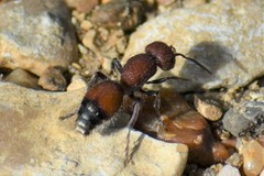 Dasymutilla creon