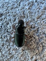 Harpalus rubripes