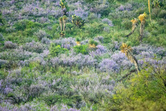 Leucophyllum laevigatum