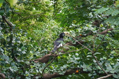 Anthracoceros albirostris