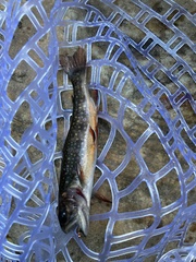 Salvelinus fontinalis