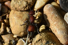 Dasymutilla creon