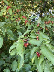 Malus baccata