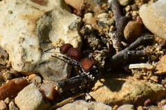 Dasymutilla creon