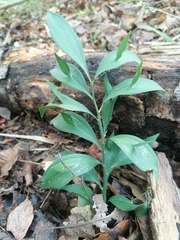 Ruscus hypoglossum
