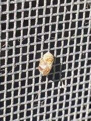 Clastoptera obtusa