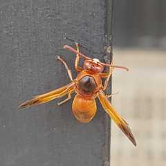 Rhynchium oculatum