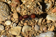 Dasymutilla creon