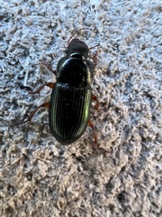 Harpalus rubripes