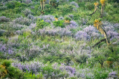 Leucophyllum laevigatum