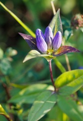 Gentiana clausa