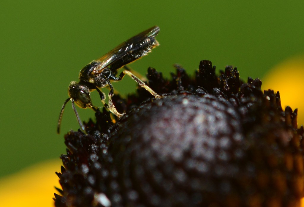 Protandrena rudbeckiae