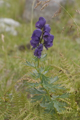 Aconitum tauricum