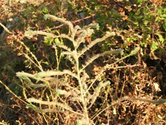 Echium vulgare