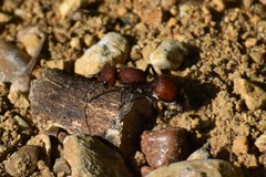 Dasymutilla creon