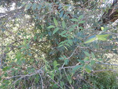 Juglans major