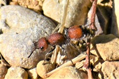 Dasymutilla creon