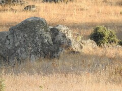Quercus rotundifolia