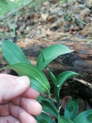 Ruscus hypoglossum