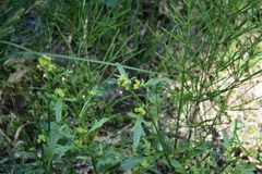 Rorippa