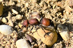 Dasymutilla creon