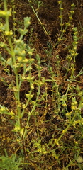 Suaeda