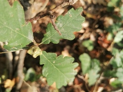 Andricus infectorius