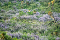 Leucophyllum laevigatum