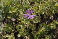 Primula minima