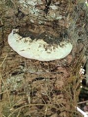 Fomitopsis ochracea