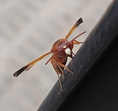 Rhynchium oculatum