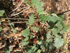 Andricus infectorius