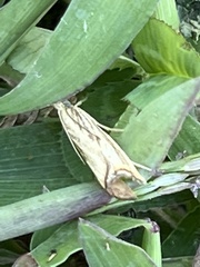 Agriphila vulgivagellus