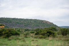 Leucophyllum laevigatum