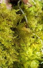 Ctenidium molluscum