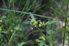 Rorippa