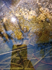 Bombina variegata