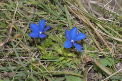 Gentiana bavarica bavarica