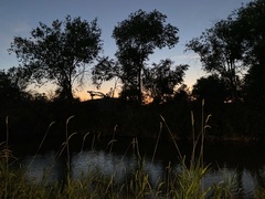 Phalaris arundinacea